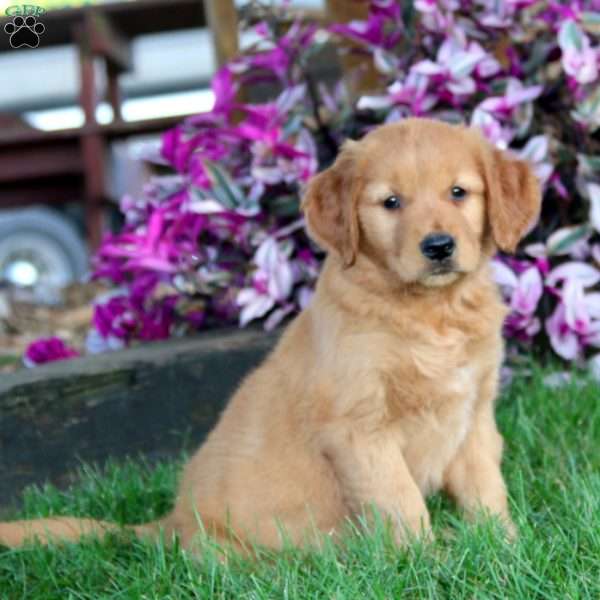 Josie, Golden Retriever Puppy