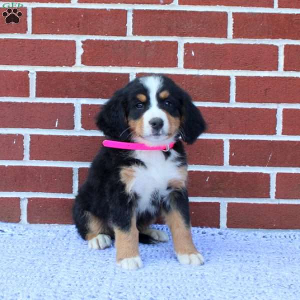 Joy, Bernese Mountain Dog Puppy