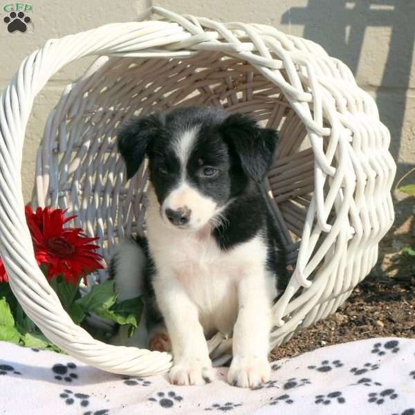 Joy, Border Collie Puppy