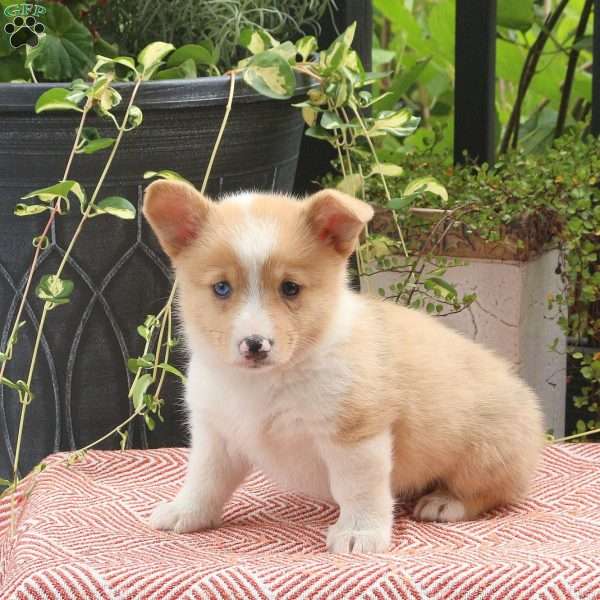 Joy, Pembroke Welsh Corgi Puppy