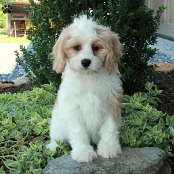 Joy, Cavachon Puppy