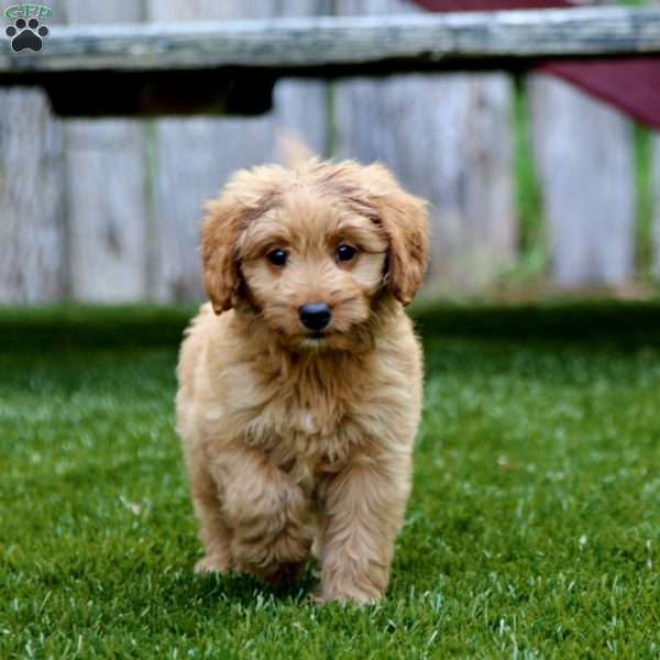 Joy, Mini Goldendoodle Puppy