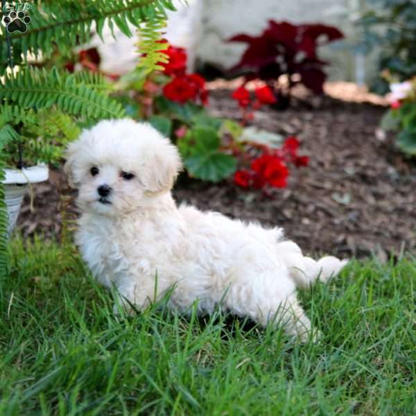 Joy, Maltipoo Puppy