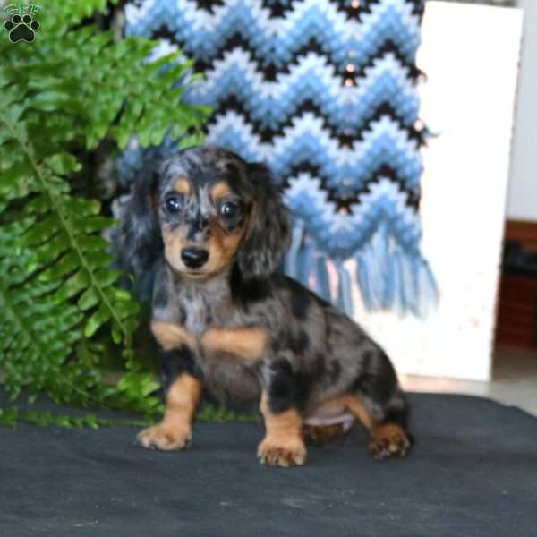 Joy, Dachshund Puppy