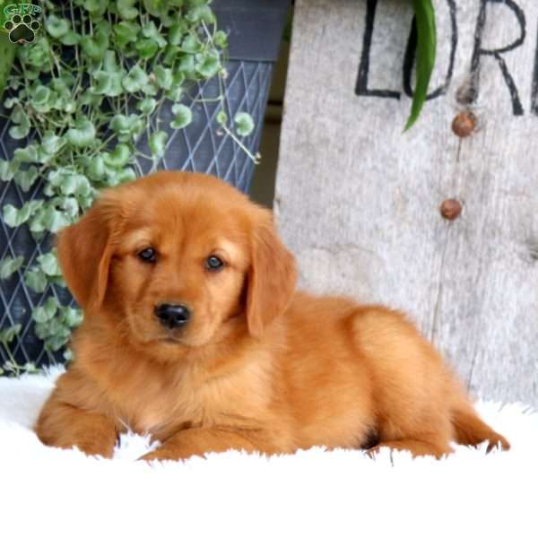 Joy, Golden Retriever Puppy