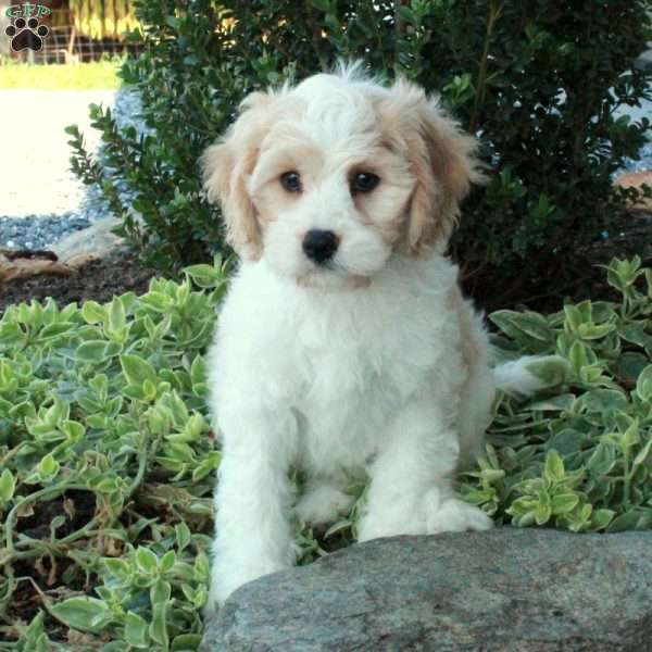 Jubilee, Cavachon Puppy