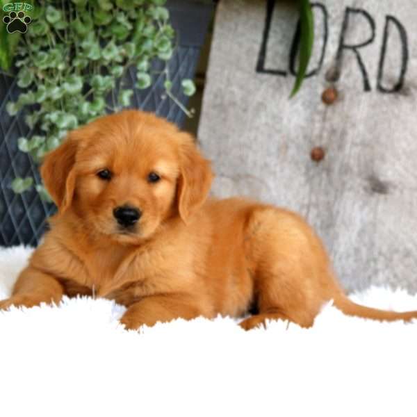 Jude, Golden Retriever Puppy