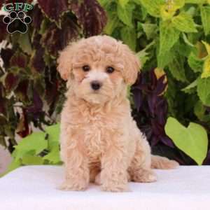 Judy - Bich-Poo Puppy For Sale in Pennsylvania