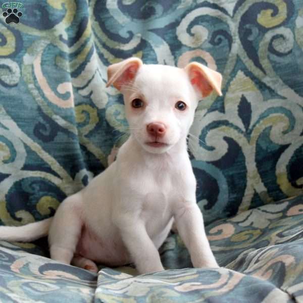 Julia, Jack Russell Terrier Puppy