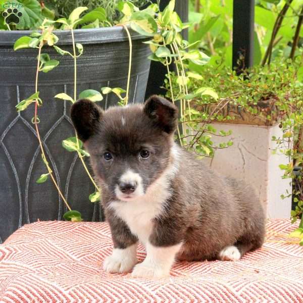 Julie, Pembroke Welsh Corgi Puppy