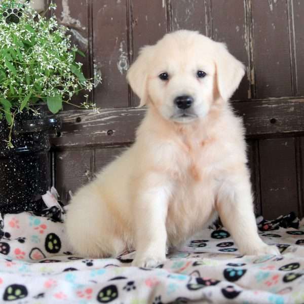 Julie, English Cream Golden Retriever Puppy