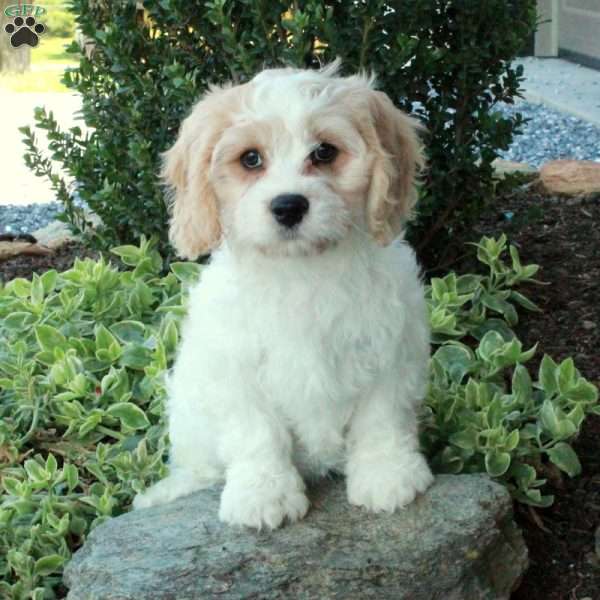 June, Cavachon Puppy