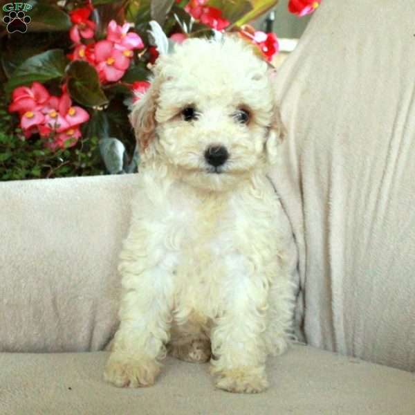 Juniper, Miniature Poodle Puppy