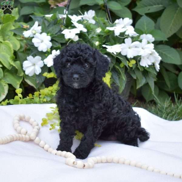 Juniper, Cavapoo Puppy