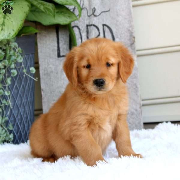 Justice, Golden Retriever Puppy