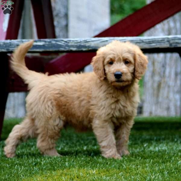 Justice, Mini Goldendoodle Puppy