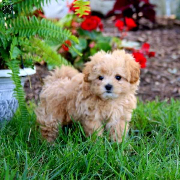 Justin, Maltipoo Puppy