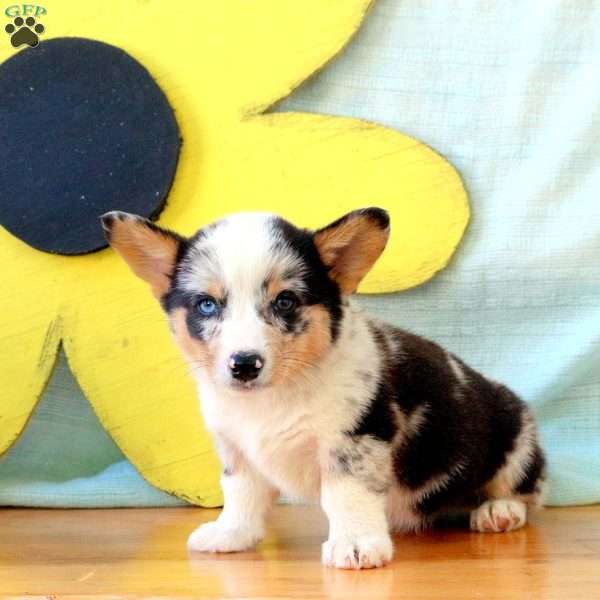 Kade, Pembroke Welsh Corgi Puppy