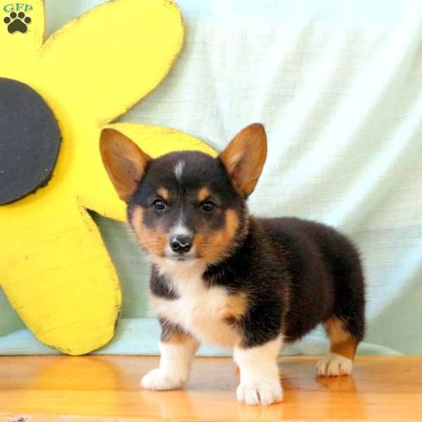 Kai, Pembroke Welsh Corgi Puppy