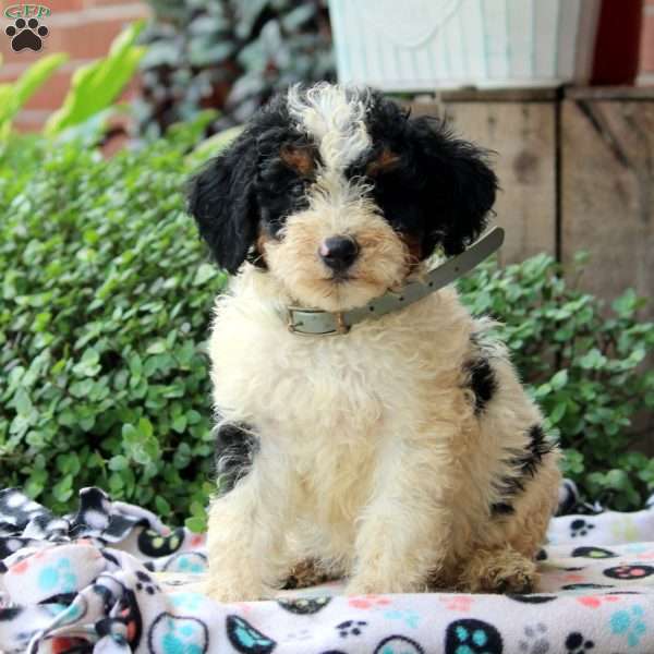 Kai, Bernedoodle Puppy