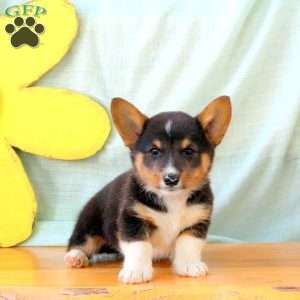 Kai, Pembroke Welsh Corgi Puppy