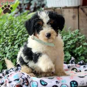 Kai, Bernedoodle Puppy