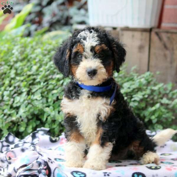 Kaleb, Bernedoodle Puppy