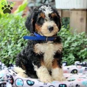 Kaleb, Bernedoodle Puppy