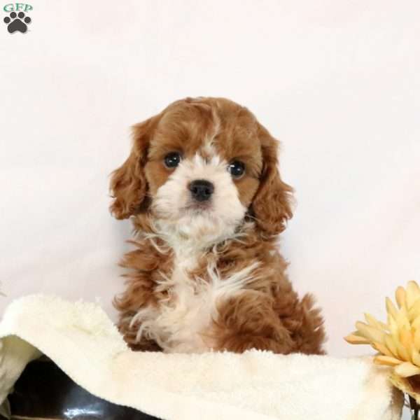 Kaleb, Cavapoo Puppy