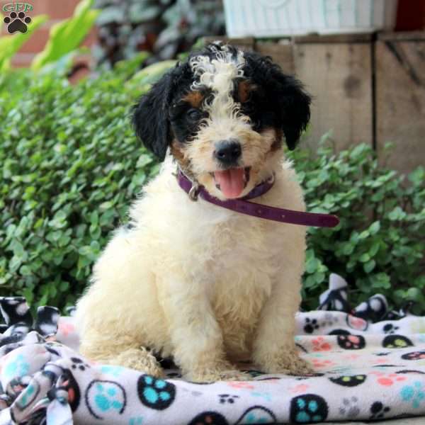 Kali, Bernedoodle Puppy