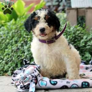 Kali, Bernedoodle Puppy