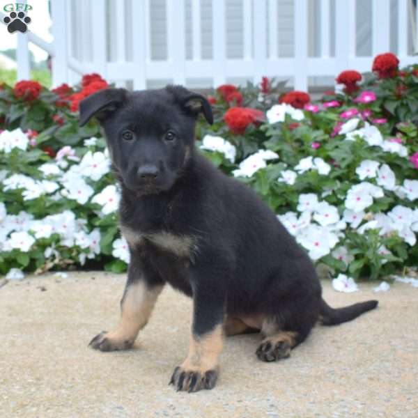 Kallie, German Shepherd Puppy