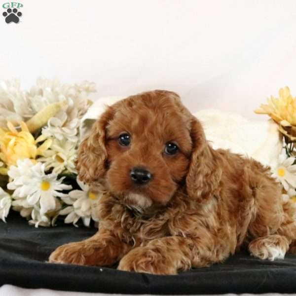 Kami, Cavapoo Puppy