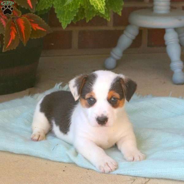 Kamie, Jack Russell Mix Puppy