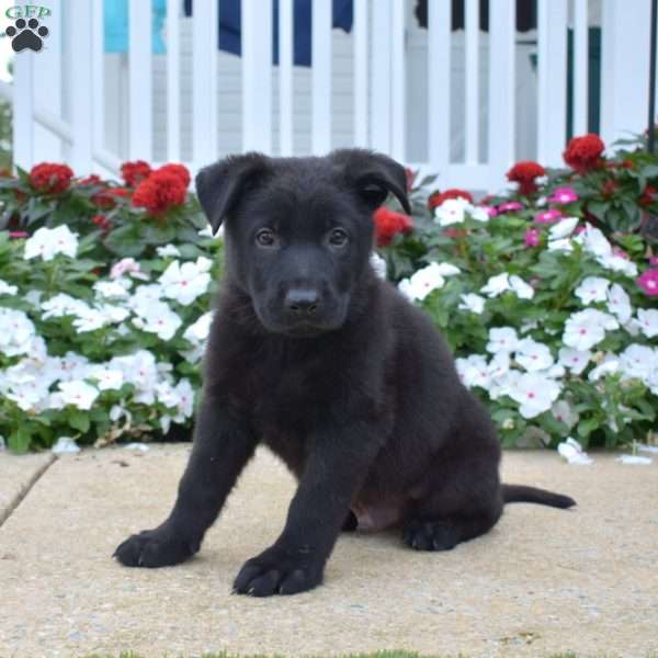 Kane, German Shepherd Puppy