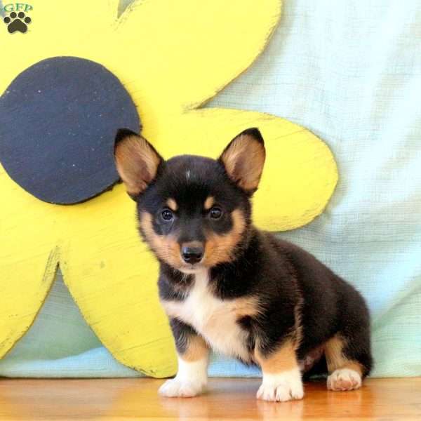 Kane, Pembroke Welsh Corgi Puppy