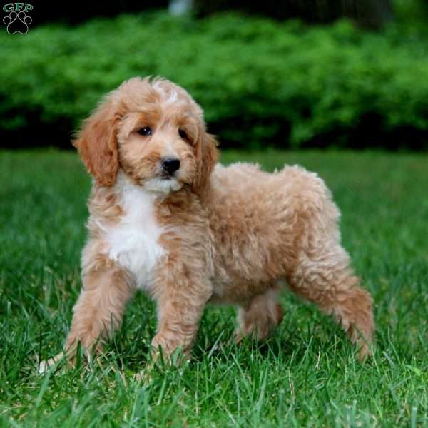 Kane, Goldendoodle Puppy