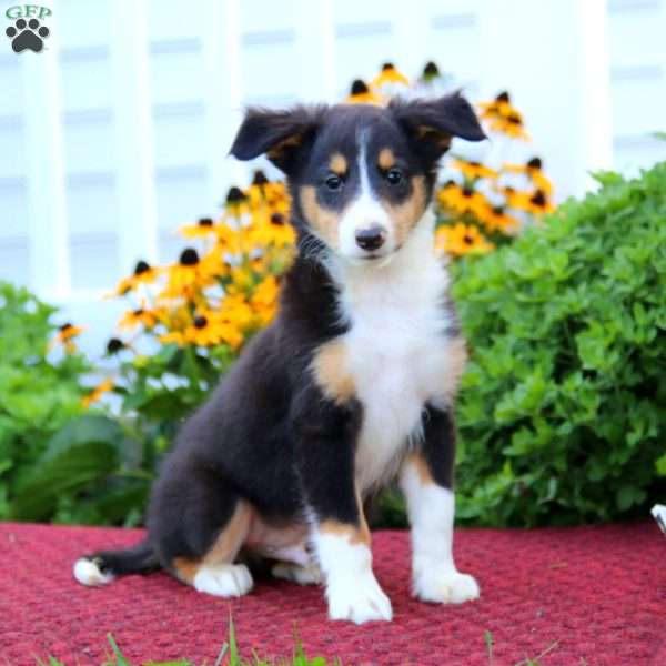 Kane, Sheltie Puppy