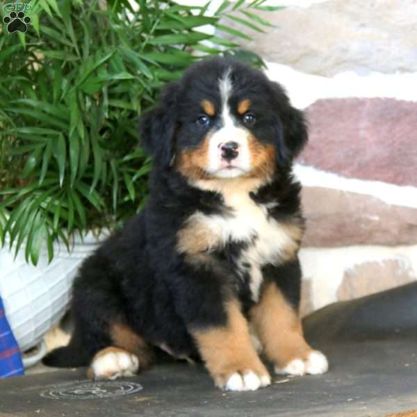 Kane, Bernese Mountain Dog Puppy