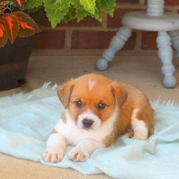 Kara, Jack Russell Mix Puppy