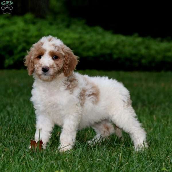 Karla, Goldendoodle Puppy