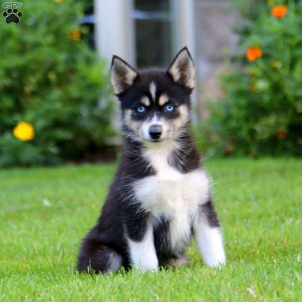 Karla, Pomsky Puppy