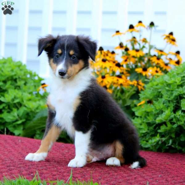 Karter, Sheltie Puppy