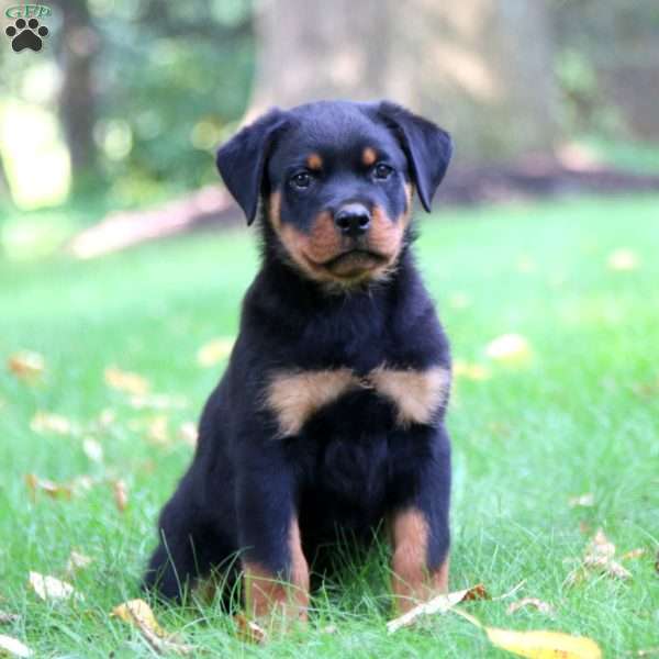 Karter, Rottweiler Puppy