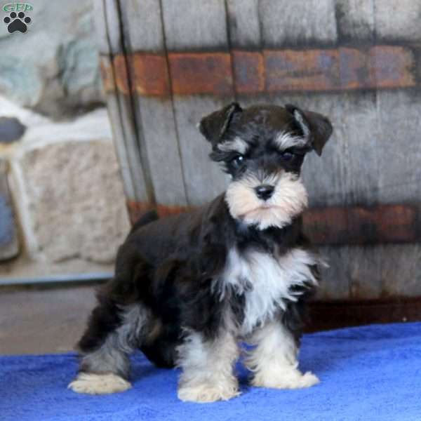 Karter, Miniature Schnauzer Puppy