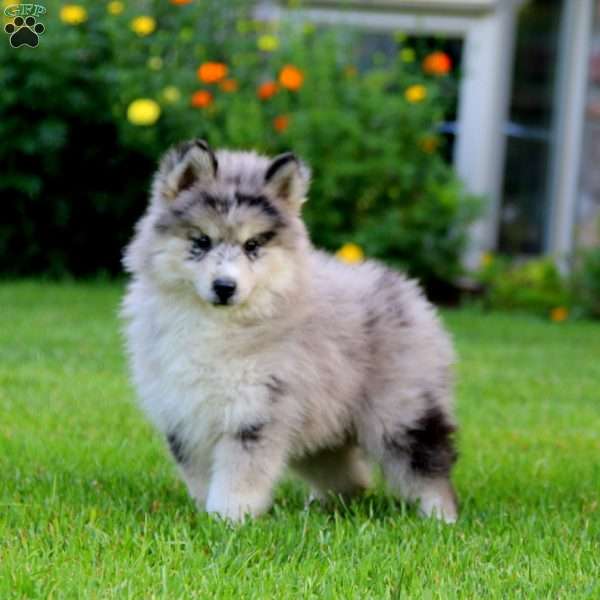 Karter, Pomsky Puppy