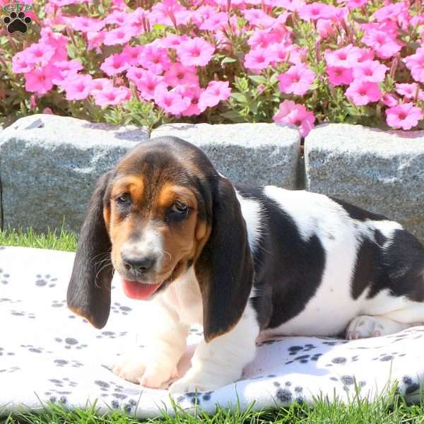 Kassidy, Basset Hound Puppy