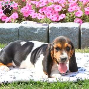 Kassidy, Basset Hound Puppy