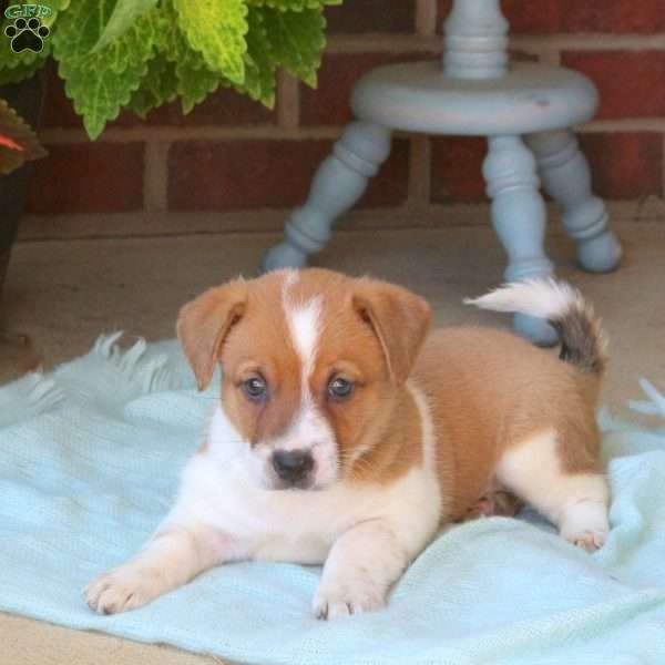 Kassie, Jack Russell Mix Puppy