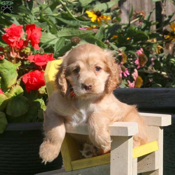 Kathy, Cocker Spaniel Puppy